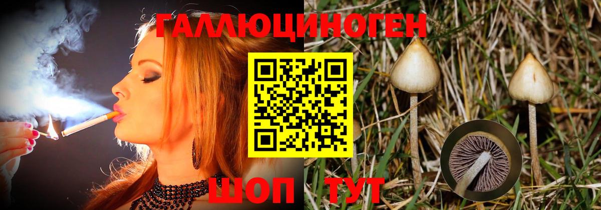 Галлюциногенные грибы Psilocybe Белово